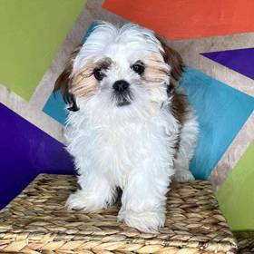 Shih Tzu