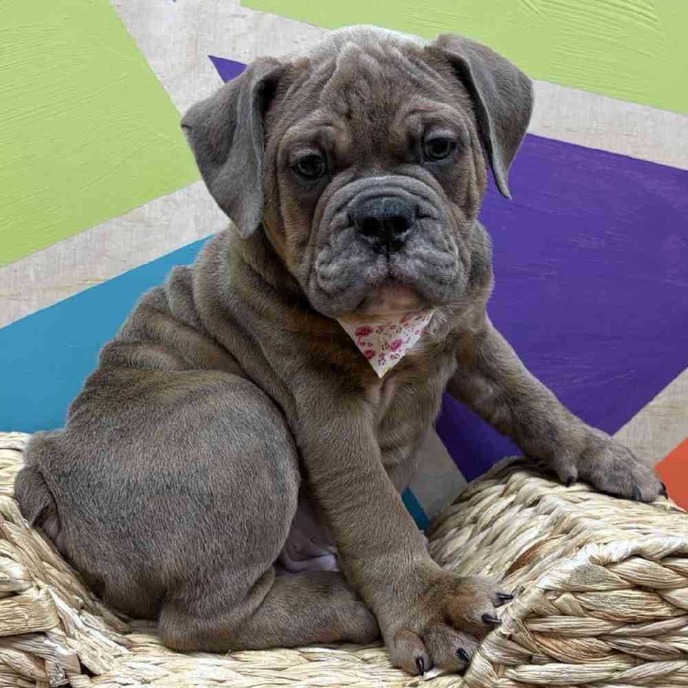 Image of a pet breed in the gallery