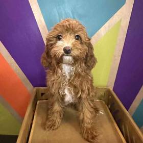Cavapoo