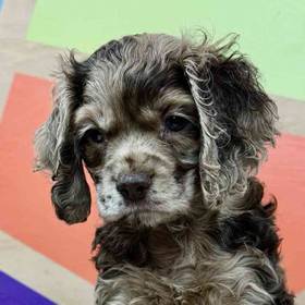 Cocker Spaniel