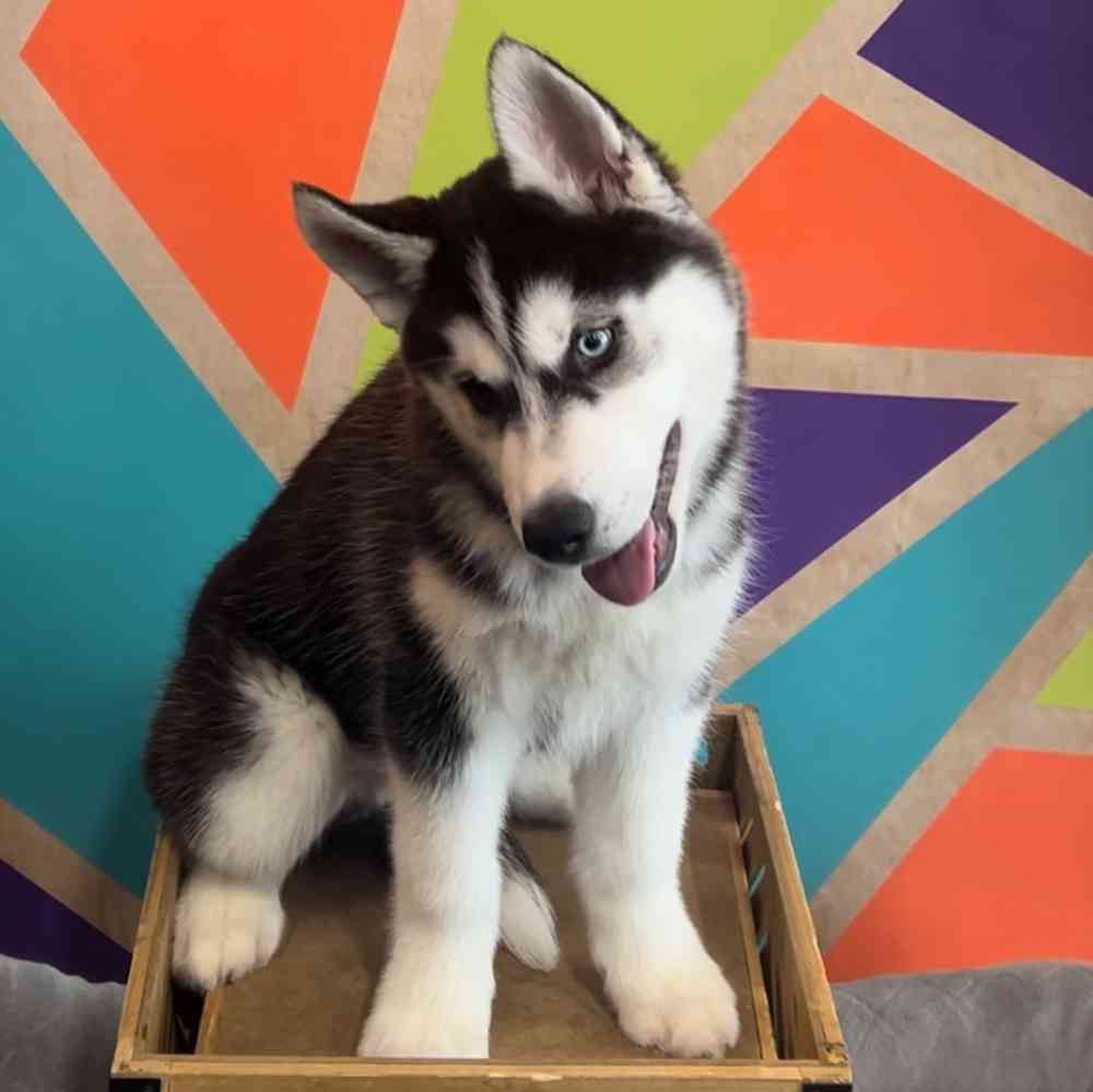 Image of a pet breed in the gallery