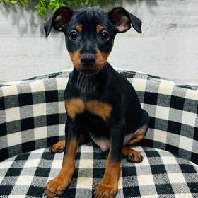 Min Pin