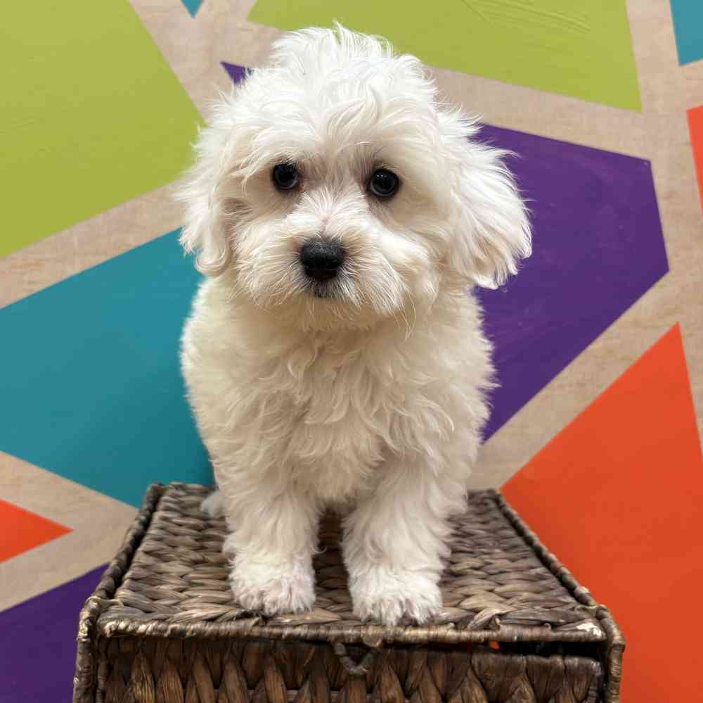 carousel pet images