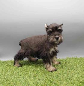 Mini Schnauzer