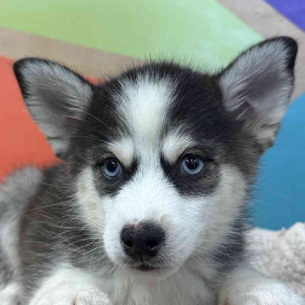 Male Pomsky Puppy for Sale in Joplin, MO