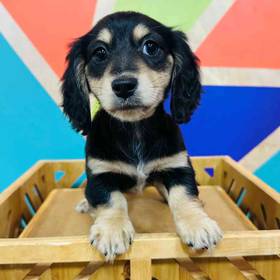 Mini Dachshund