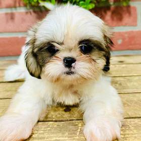 Shih Tzu