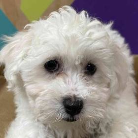 Bichon