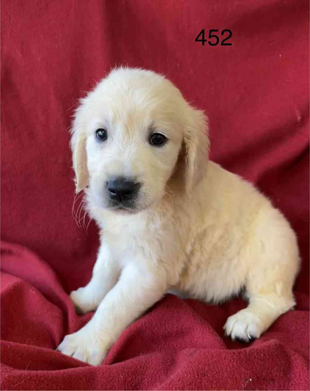 Image of a pet breed in the gallery
