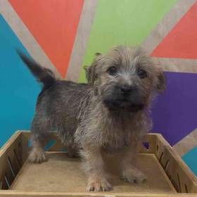 Cairn Terrier