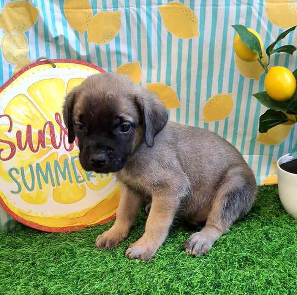 Image of a pet breed in the gallery