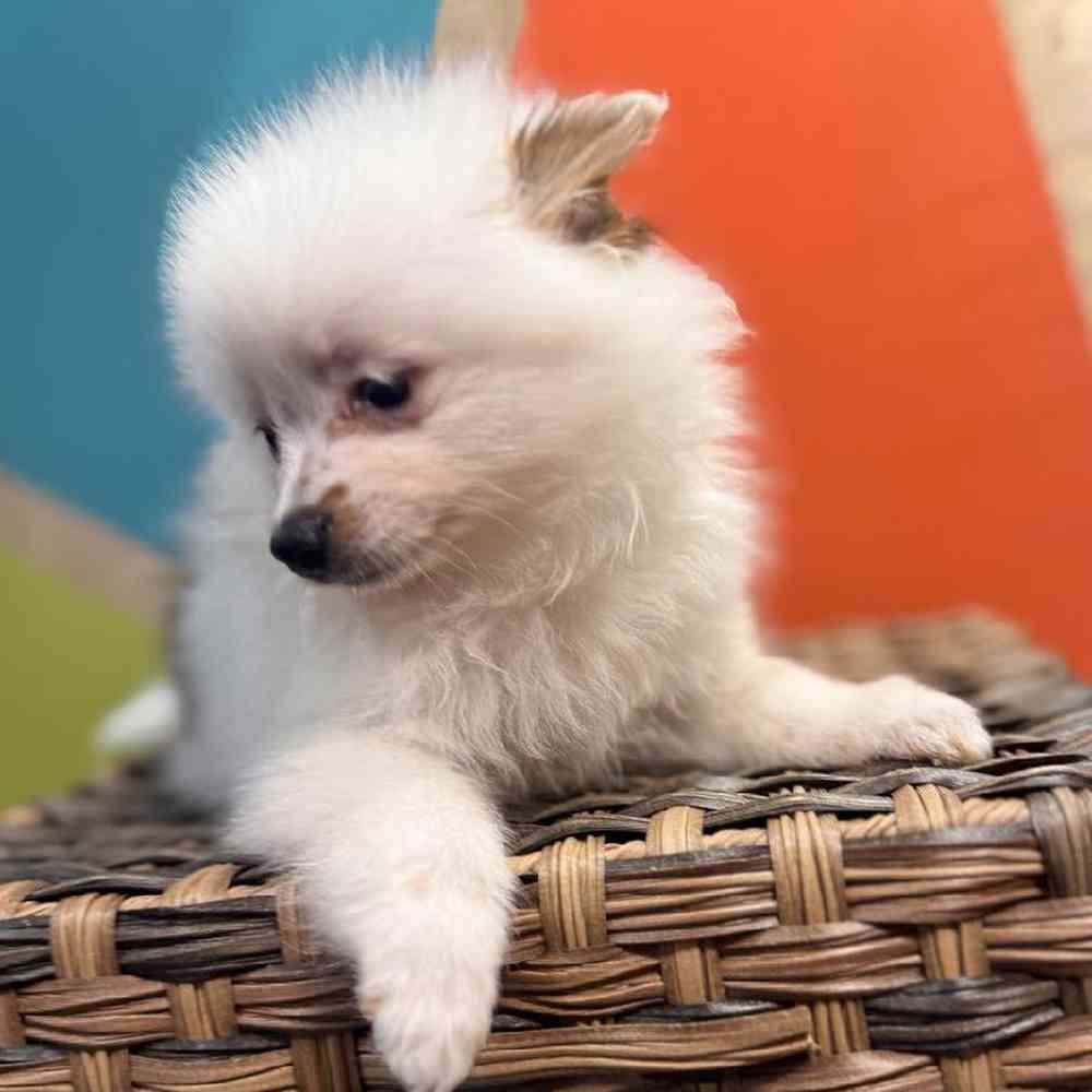 Image of a pet breed in the gallery
