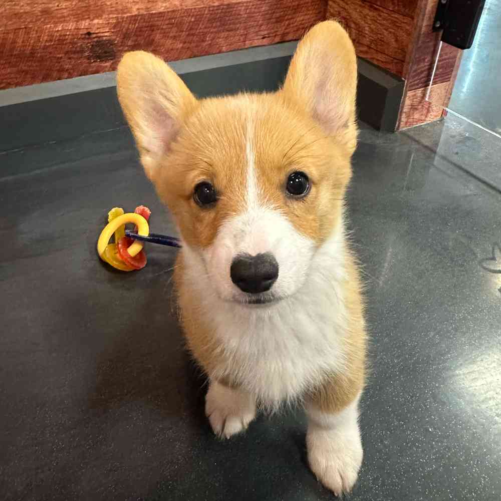 Image of a pet breed in the gallery