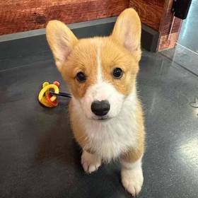 Pembroke Welsh Corgi