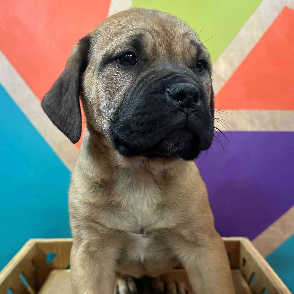 Image of a pet breed in the gallery