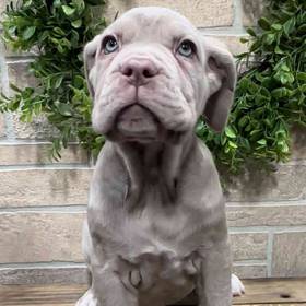 Neapolitan Mastiff
