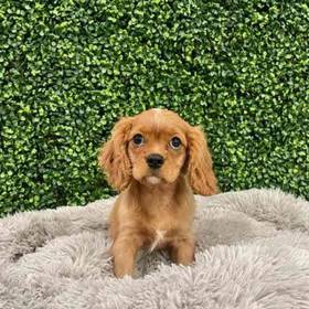 Cavalier King Charles Spaniel