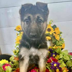 German Shepherd