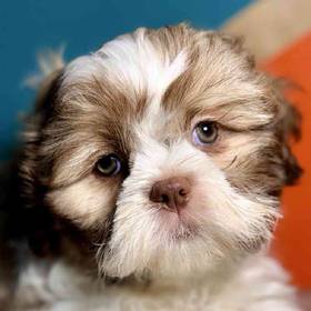 Shih Tzu