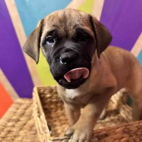 Bullmastiff