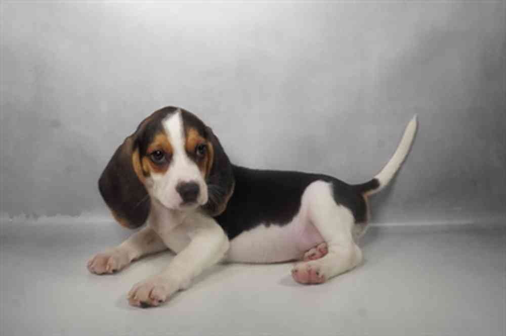 Image of a pet breed in the gallery