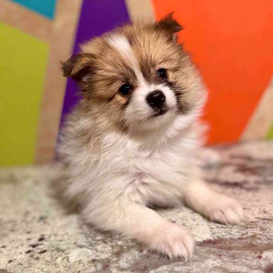 Bella