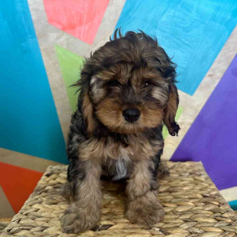 carousel pet images