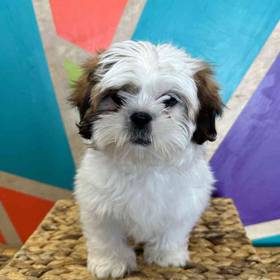 Shih Tzu