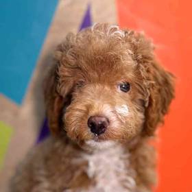 Mini Goldendoodle