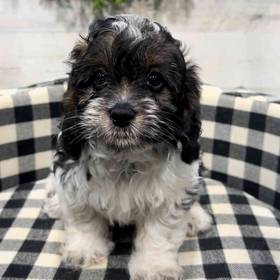 Cavapoo