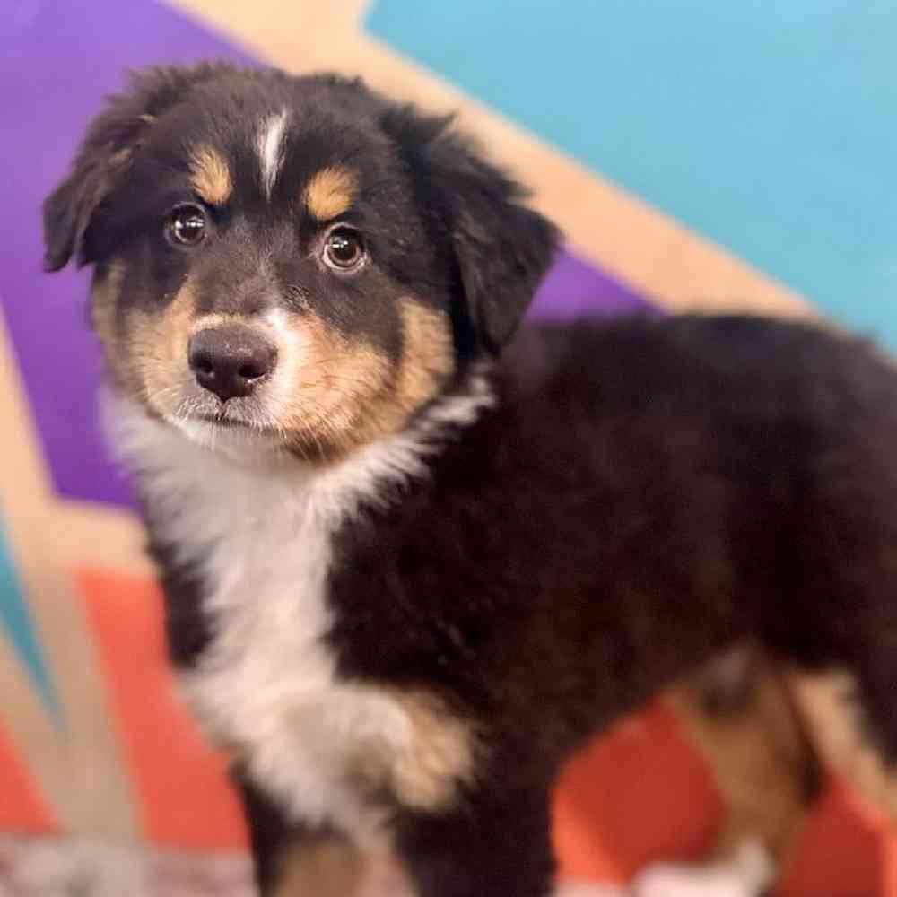 Image of a pet breed in the gallery