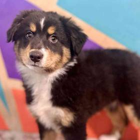 Miniature American Shepherd