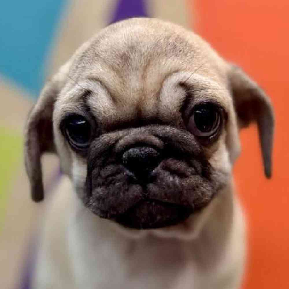 Image of a pet breed in the gallery