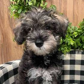 Schnoodle