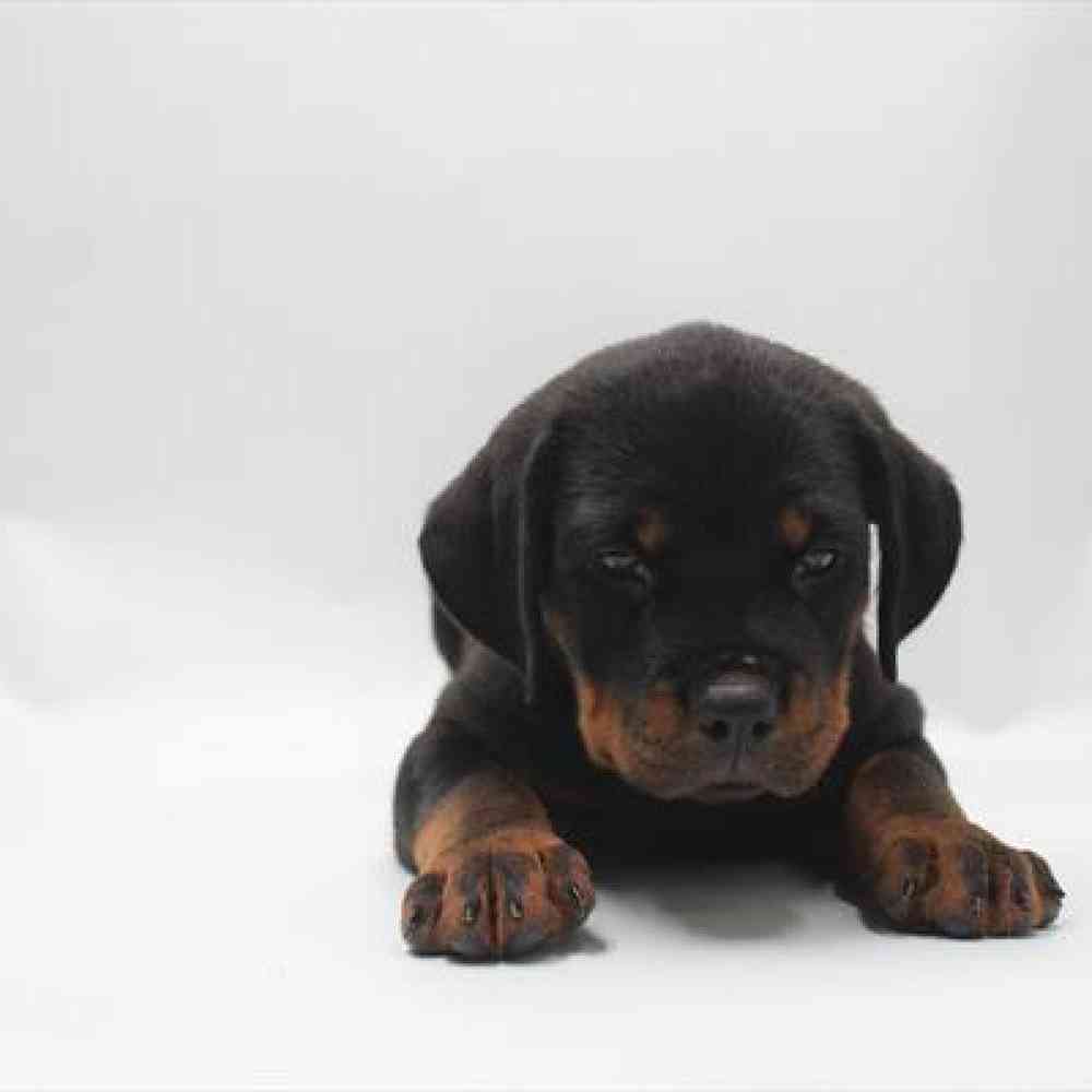 Image of a pet breed in the gallery
