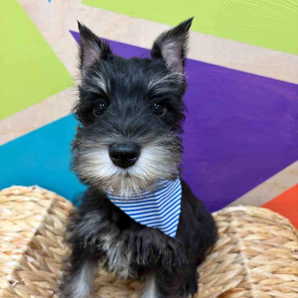 Image of a pet breed in the gallery