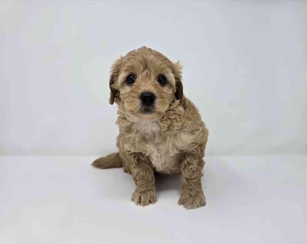 Image of a pet breed in the gallery