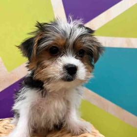 Biewer Yorkshire Terrier