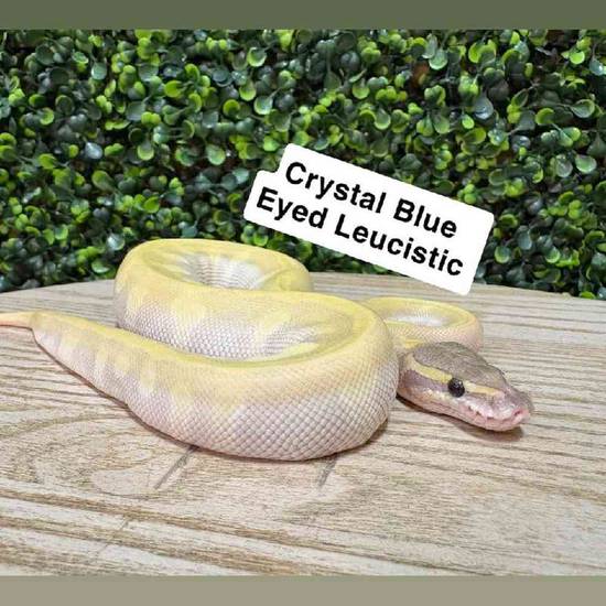 Ball Python