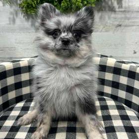 Pomeranian