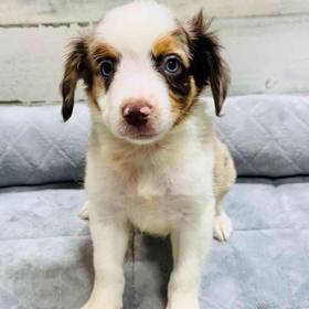 Mini Aussie