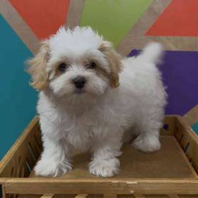 Maltipoo