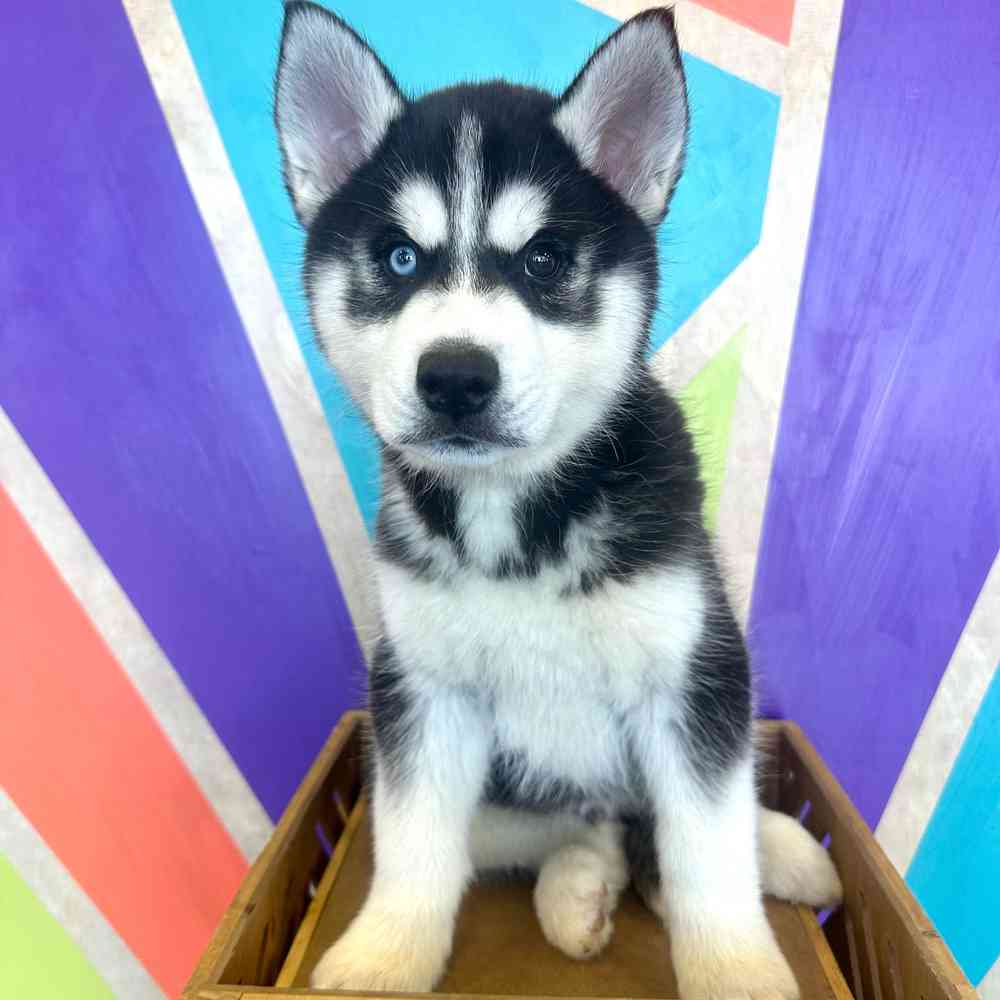 carousel pet images