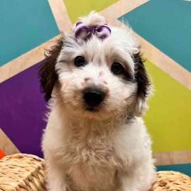 Mini Aussiedoodle