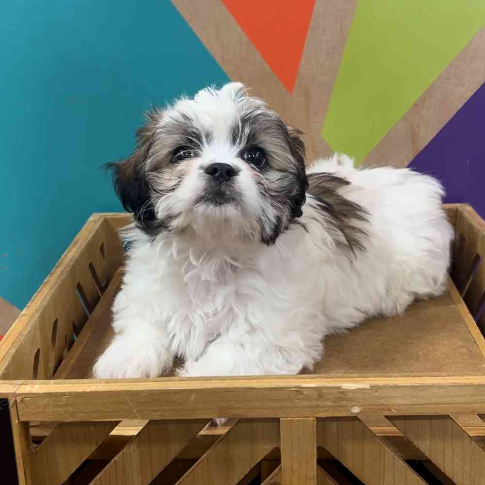 Image of a pet breed in the gallery
