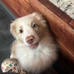 Mini Aussie