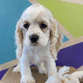 Cocker Spaniel