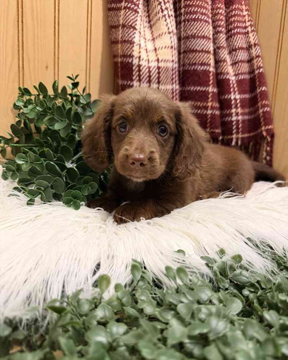 carousel pet images
