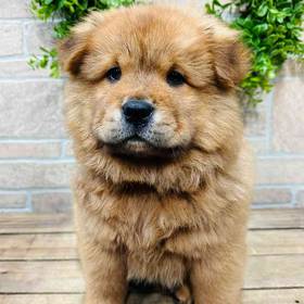Chow Chow