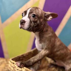 Boston Terrier